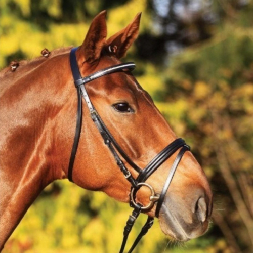 Bridon cheval Magic II muserolle combinée