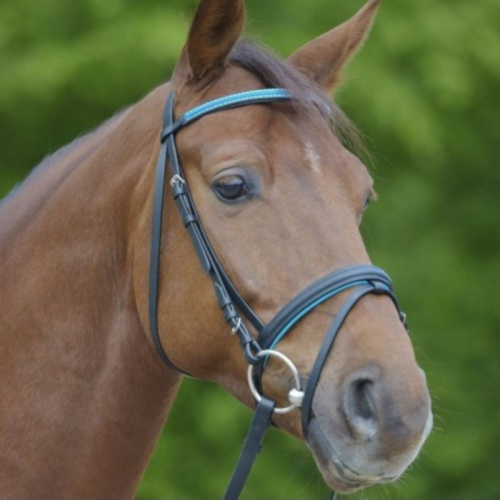 Bridon cheval Bonny cuir muserolle combinée