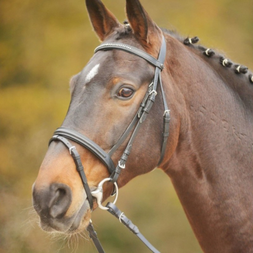 Bridon cheval Highlight cuir muserolle combinée