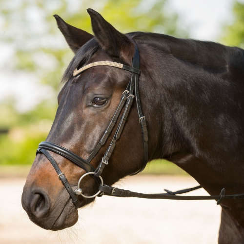 Bridon cheval Goldrush cuir Waldhausen muserolle combinée