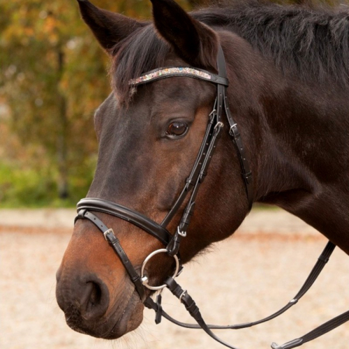 Bridon cheval Candy cuir muserolle combinée