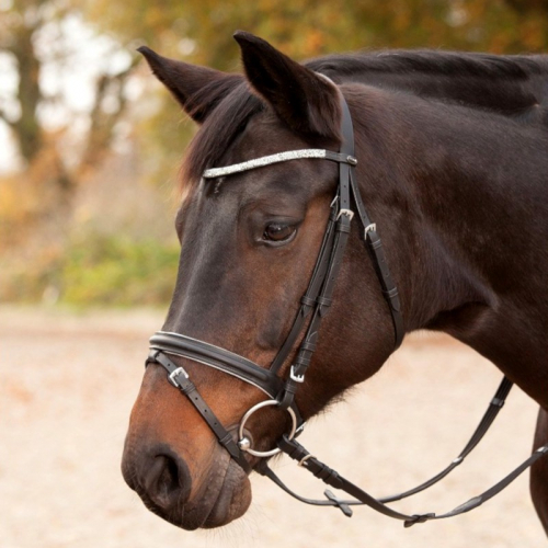 Bridon cheval Silverlight cuir muserolle combinée