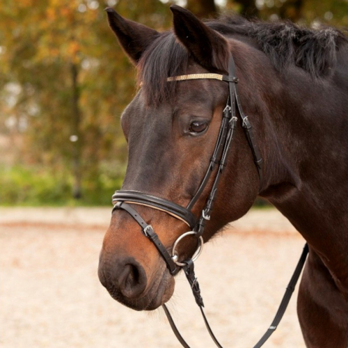 Bridon cheval Goldstück cuir muserolle combinée