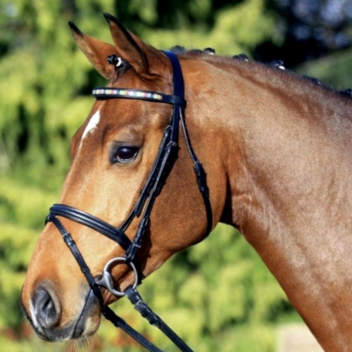 Bridon cheval Fascination muserolle combinée