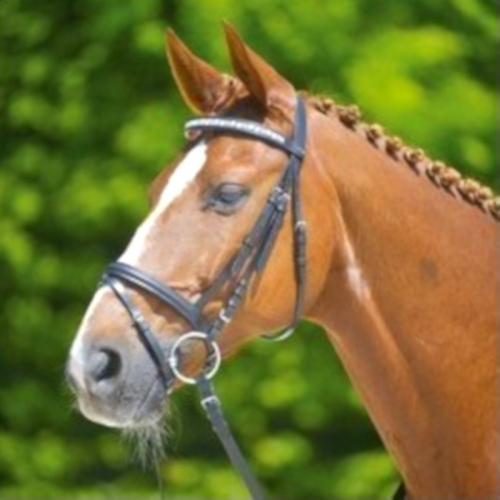 Bridon cheval Maander cuir muserolle combinée