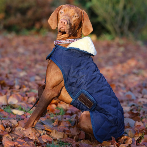 Manteau chien Kentucky