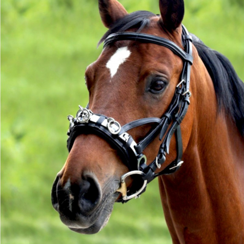 Caveçon cheval en cuir Wembley Waldhausen