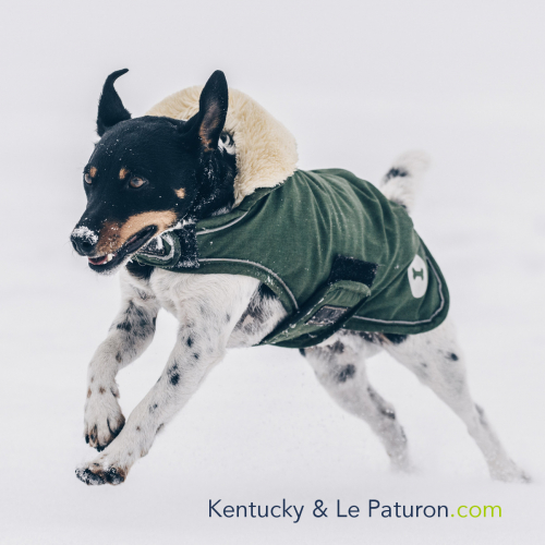 Manteau Chien imperméable vert Kentucky