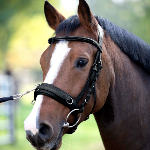 Caveçon cheval en cuir Anatomic