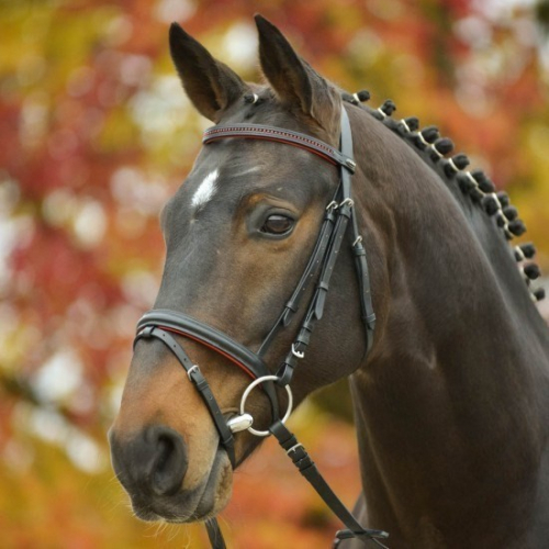 Bridon cuir muserolle combinée Diamond - Waldhausen