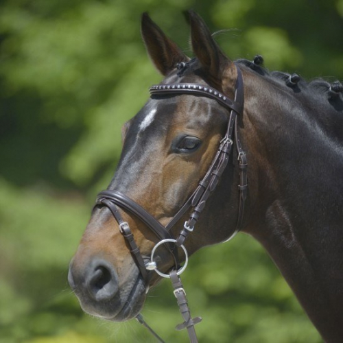 Bridon cuir muserolle combinée Clincher - Waldhausen