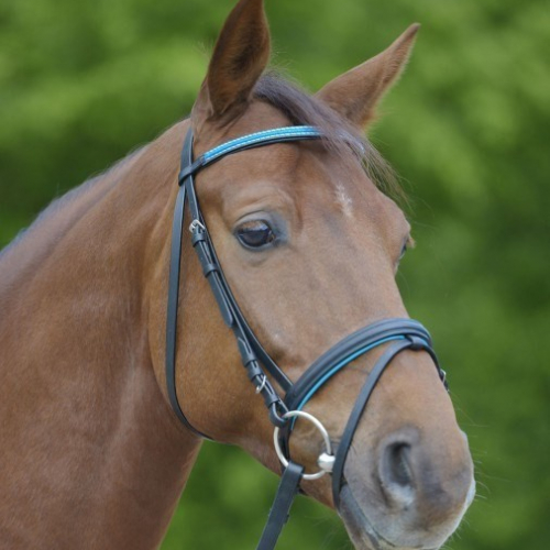 Bridon cuir muserolle combinée Bonny - Waldhausen