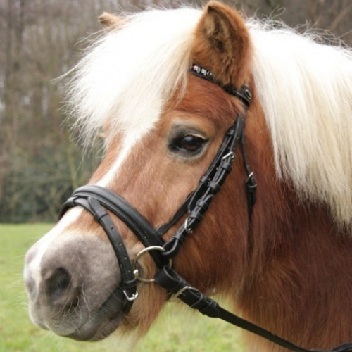 Bridon cuir muserolle combinée shetland Rainbow - Waldhausen