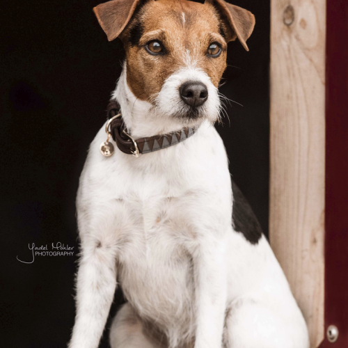 Collier chien motif triangle - Kentucky