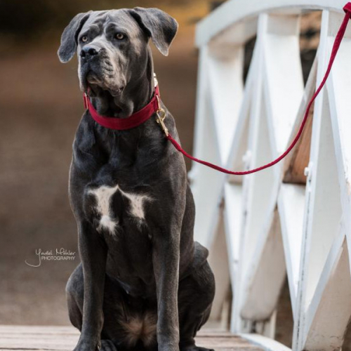 Dog Collar Corduroy Kentucky Dog