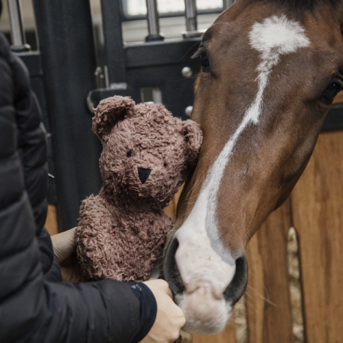 Jouet pour cheval relaxant ours en peluche - Kentucky