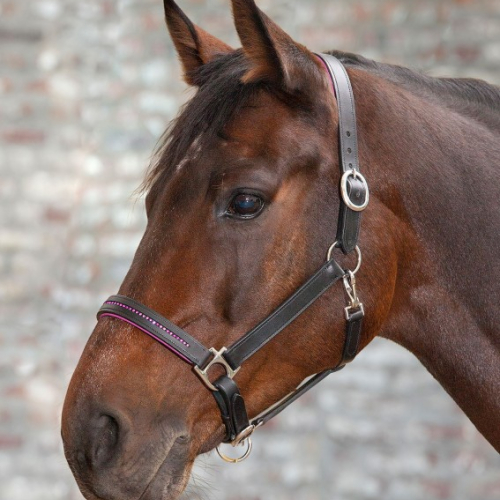 Licol cheval cuir et strass Diamond - Waldhausen