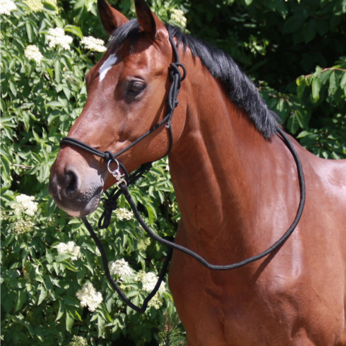 Licol éthologique cheval avec rênes  - Waldhausen