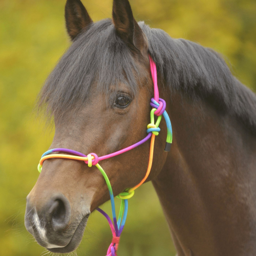 Licol éthologique cheval Paretti - Waldhausen