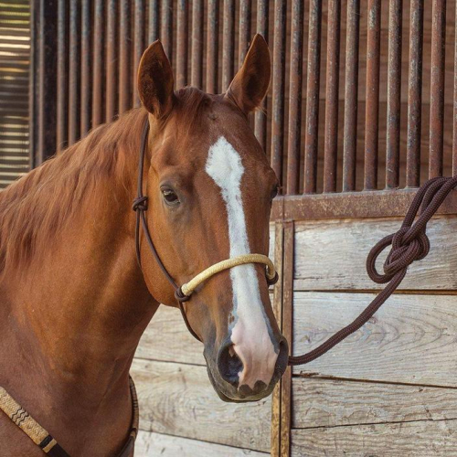 Licol éthologique avec longe cheval bosal tresse - Cashel