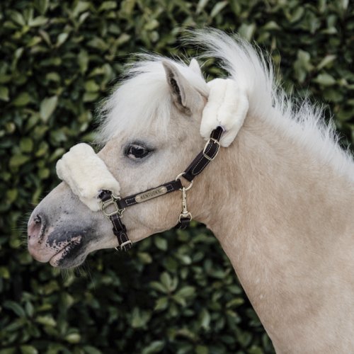 Licol cuir et mouton shetland - Kentucky