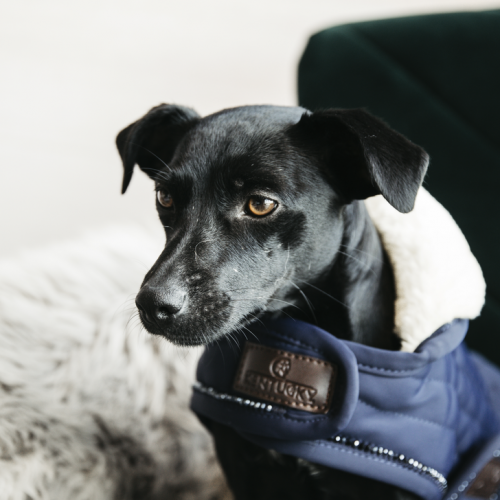 Manteau pour chien matelassé Pearls - Kentucky