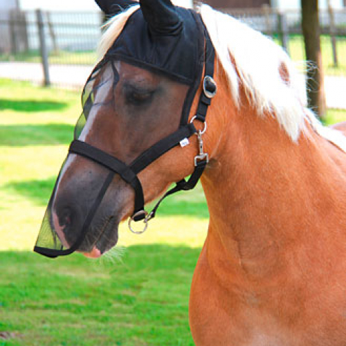 Masque anti-mouche cheval intégral avec licol