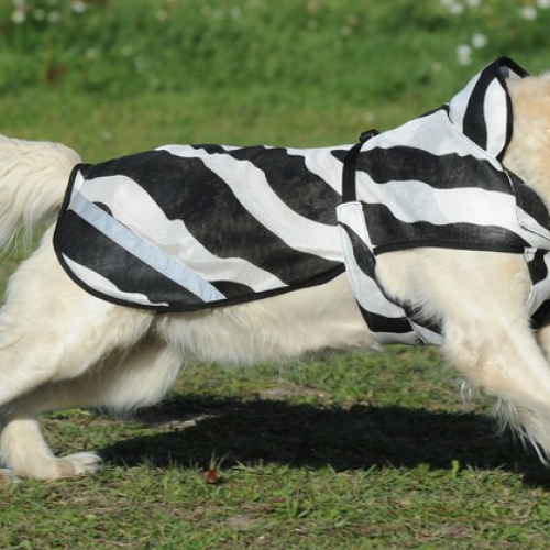 Couverture chien Zebra - Bucas