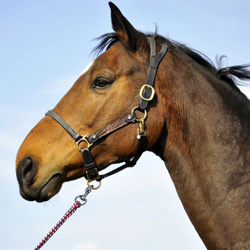 Licol cheval cuir noir Élégance - Ihwt