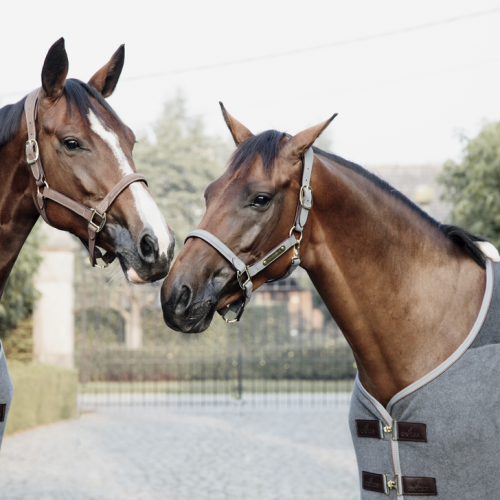 Licol cheval anatomique Suede daim - Kentucky