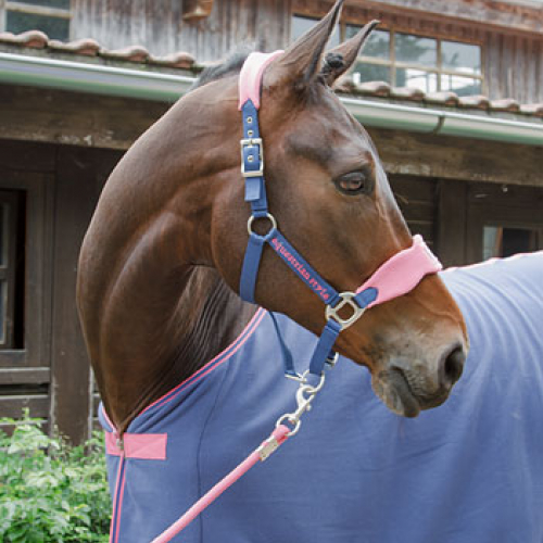 Licol cheval matelassé et longe assortis - Covalliero