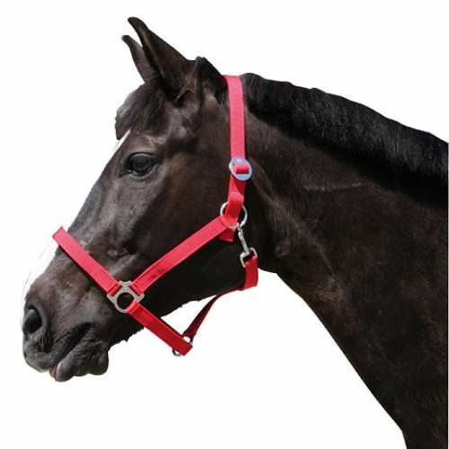 Licol nylon cheval de trait