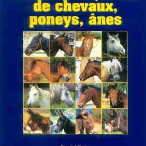 Races Francaises des chevaux, poneys et ânes