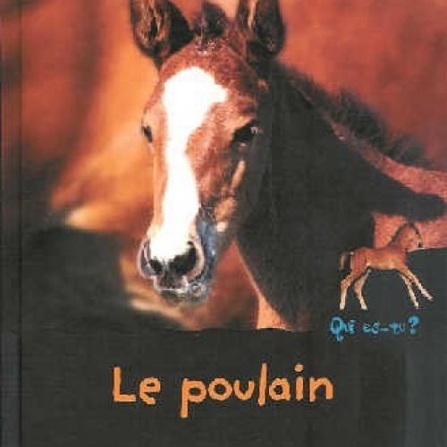 Le poulain -Qui es-tu ?