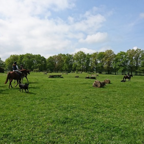 Séjour équitation d’extérieur, préparation du cheval et du cavalier de TREC