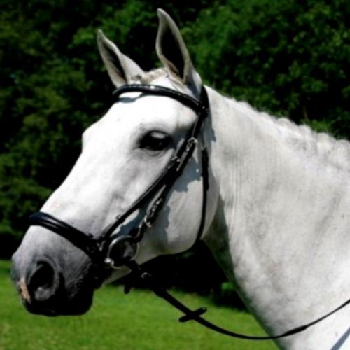 Bridon cheval Swarovski cuir X-line muserolle allemande