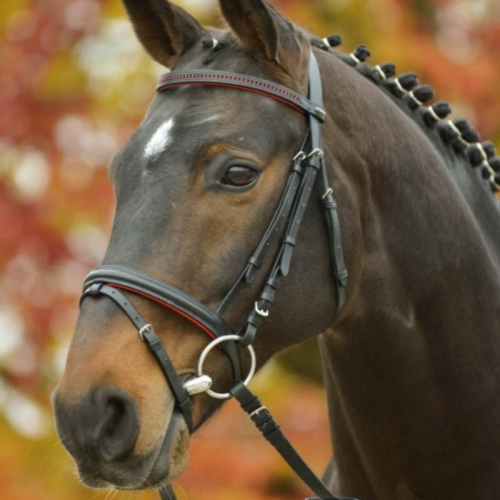 Bridon cheval Diamond cuir Waldhausen muserolle combinée